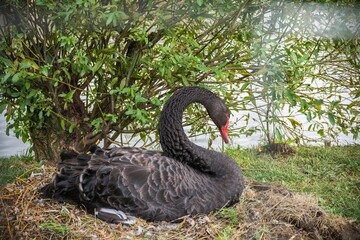 Obraz premium Closeup shot of a black swan with a red beak sitting on the land before a tree