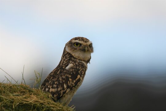 Beautiful Burrowing Owl perched on green grass against a blurred background