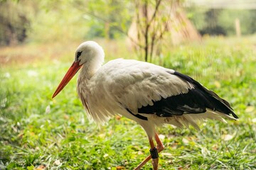 Closeup shot of a White stork with a red long beak walking in the green grass
