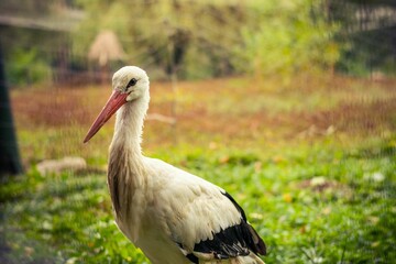 Closeup shot of a stork with white and black feathers against the green plants