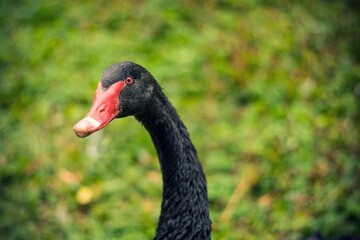 Closeup shot of the face and the neck of a black swan against the green background