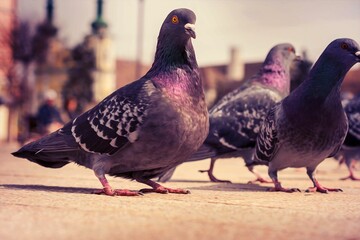 Selective shot of pigeons (Columba livia domestica) walking on ground and looking around