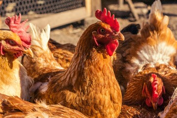 Bunch of brown chickens with red combs, perched by the hen house