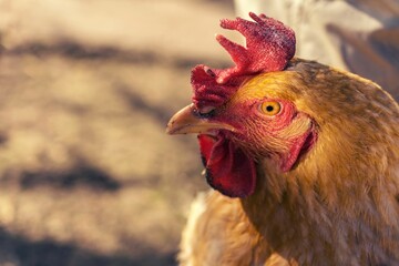 Selective shot of a brown hen with a tiny red comb