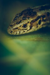 Vertical selective shot of a snake with black spots crawling on green blurry foliage