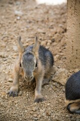 Vertical shot of a baby Patagonian mara or hare (Dolichotis patagonum) on dirt land