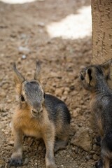 Vertical shot of two babies of Patagonian mara or hare (Dolichotis patagonum) on dirt land