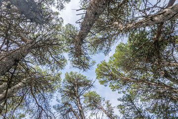 Bottom view of tall pine trees in the forest. Blue sky in the background.