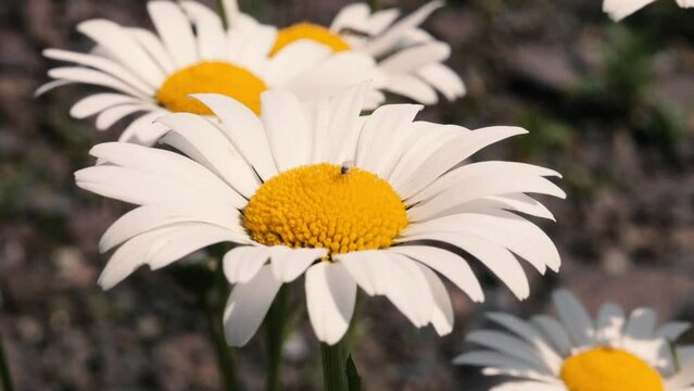 Close-up of daisy flowers moving by wind
