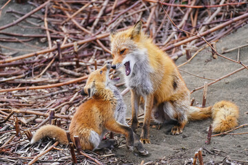 キタキツネの親子