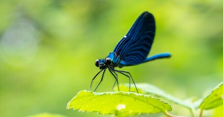 Selective focus of a blue dragonfly