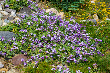 Wild plants and flowers; scientific name; Matthiola tricuspidata. Photo shoot location; Izmir - Cesme - Turkey