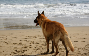 Fototapeta na wymiar Dog on the beach.