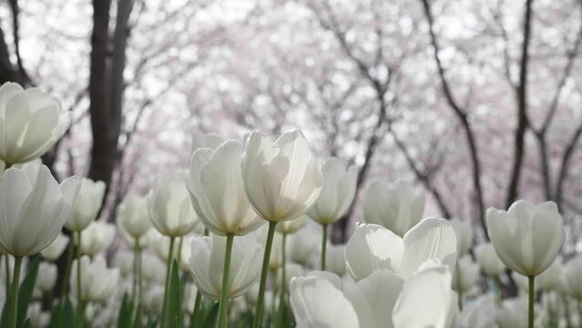 Beautiful white tulip flowers field with white cherry blossoms background, 4k slow motion footage, spring landscape b roll shot.