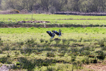 A beautiful animal portrait of a Goose during sunset