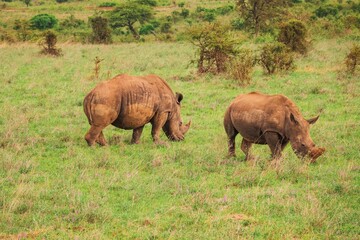 Naklejka premium A female white rhino and her calf grazing in the wild against the skyline of Nairobi City at Nairobi National Park, Kenya