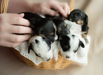 High angle closeup shot of newborn black and white Jack Russell Terrier puppies in a basket