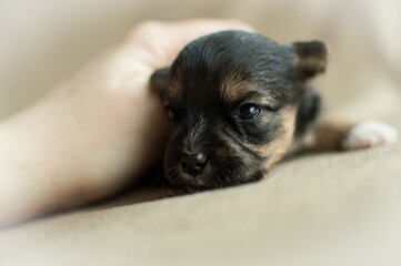 Macro closeup shot of a black baby Chihuahua laying on a surface while a person pets it