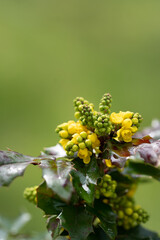 In der Natur - Blüten - Pflanzen - Blätter