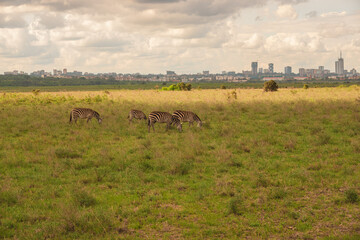 Fototapeta na wymiar A herd of zebras grazing in the wild against the background of Nairobi City seen from Nairobi National Park, Kenya