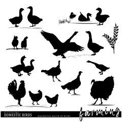 Domestic birds set.  Chickenc, ducks, geese silhouettes. Vector illustration