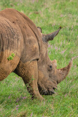 Obraz premium A portrait of a lone white rhino grazing in the wild at Nairobi National Park, Kenya