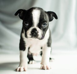 Closeup shot of boston terrier puppy