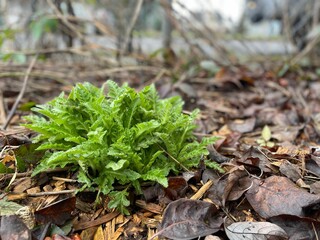 Closeup of green plant in a park