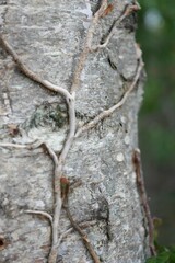Vertical shot of branches on the bark of a tree against the isolated background