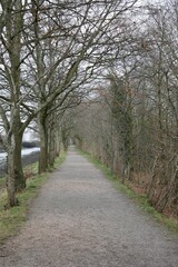 Vertical shot of a walkway along trees in an autumn park, leafless trees around a path