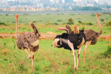 A flock of ostriches in the wild against the background of Nairobi City Skyline in Nairobi National Park, Kenya