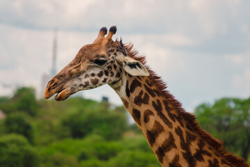 A portrait of a giraffe at Nairobi National Park, Kenya