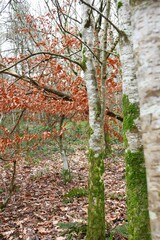 Fototapeta premium Vibrant autumnal scene featuring deciduous trees with their trunks covered in green moss