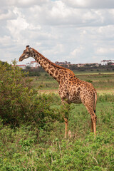 A portrait of a giraffe at Nairobi National Park, Kenya