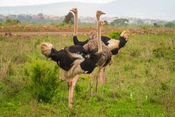 A flock of ostriches in the wild against the background of Nairobi City Skyline in Nairobi National Park, Kenya