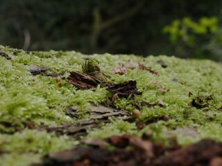Close-up shot of wooden pieces covered in green moss in the forest in autumn