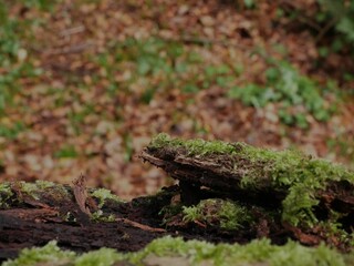 Close-up shot of wooden pieces covered in green moss in the forest in autumn