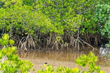 西表島のマングローブ
