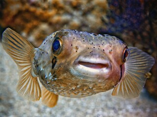 Image of a single Fugu fish swimming in the water.