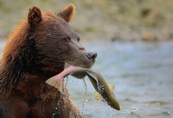 Brown bear catching fish in the river looking aside