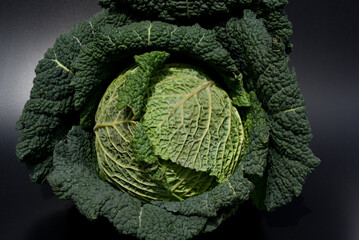 Savoy cabbage, Brassica oleracea var sabauda