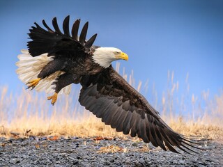 Bald eagle (Halieetus leucocephalus) landing in a field with a blue sky in the background