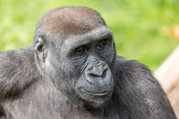 One of the Gorillas from Port Lympne