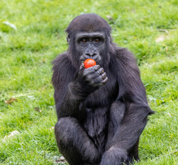 One of the young Gorillas from Port Lympne