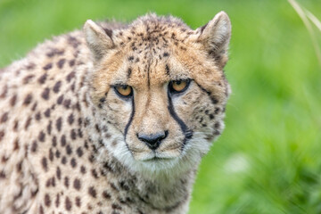 Obraz na płótnie Canvas One of the Cheetahs from Port Lympne