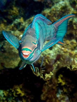 Image of a single blue Queen parrotfish swimming in the water.