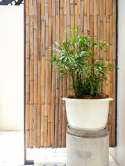 Large white round plastic plant pot with tropical leaves decoration on bamboo wooden wall partition background in toilet, white room background, vertical style.