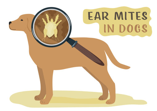 Ear mites. Common external parasites in cats and dogs.
