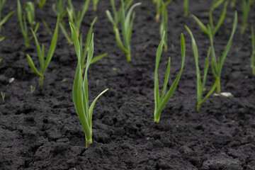 Onion sprouts in early spring at the garden. High quality photo