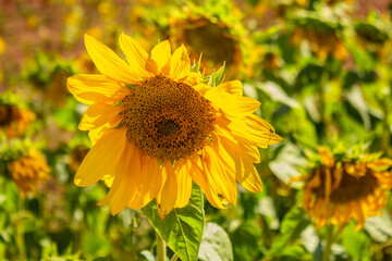 Um girassol destacado entre uma pequena plantação, em um dia claro e ensolarado.